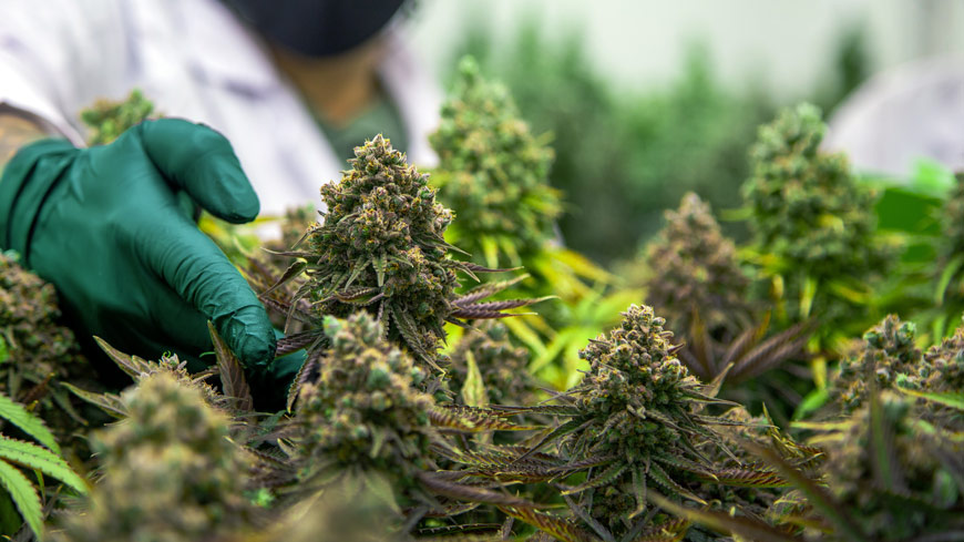 Cannabis Flower