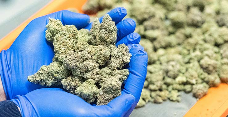 Weed Delivery Florida